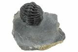 Enrolled Morocops Trilobite - Excellent Shell Detail #235696-1